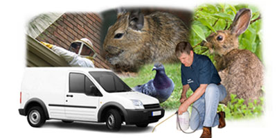 Woodbridge local van